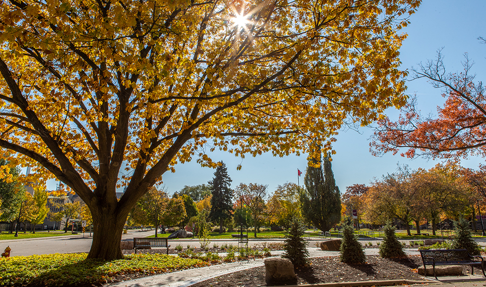 McMaster Central Campus in Fall from the perspective of University Hall. A large tree is back-lit by the sun casting shadows across the ground.